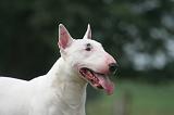 BULL TERRIER MINIATURE 112